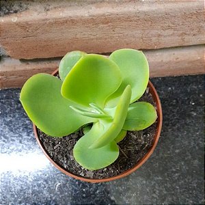 Echeveria Pálida (palida) Pote 11