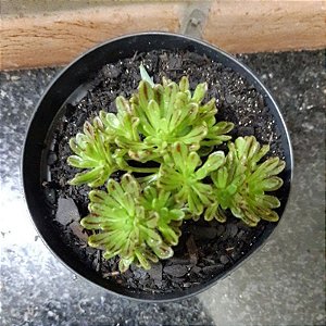 Aeonium Sedifolium pote 11