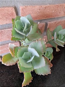 Kalanchoe Krinkle Red Pote 11