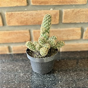 Cacto Dedo De Dama (mammillaria Elongata) Pote 11