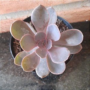 Echeveria Linn Pote 11