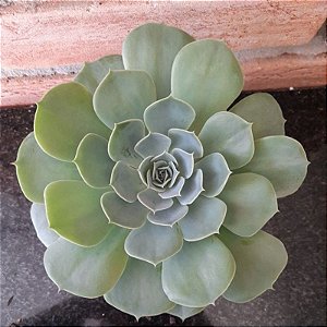 Echeveria Pumila pote 11