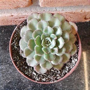 Echeveria Paula Pote 11