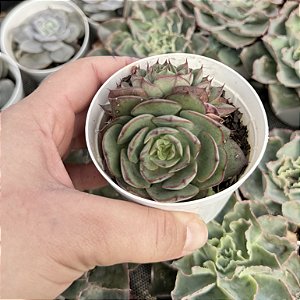 Echeveria Yang Jin Pote 9