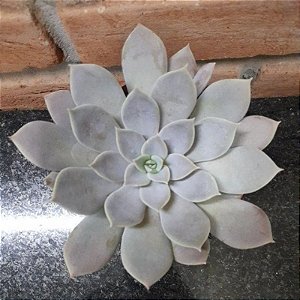 Echeveria Ceniza Pote 11
