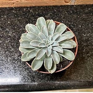 Echeveria Fantastic Fountain Pote 11