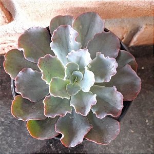 Echeveria Blue Waves cuia 21