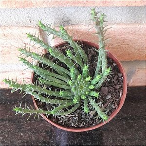 Cabeça de medusa (Euphorbia Flanaganii) pote 11