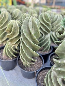 Cacto Parafuso 40 Cm Pote 20