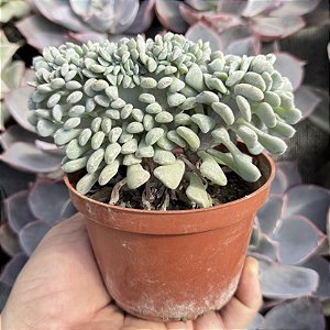 Echeveria Cubic Frost Cristata Pote 11