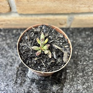 Adromischus Filicaulis Pote 9