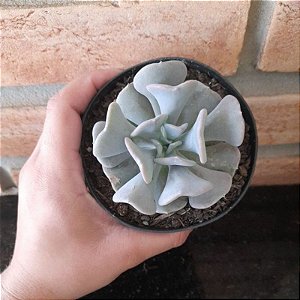 Echeveria Cubic Frost pote 11