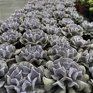 Echeveria Cubic Frost Pote 11