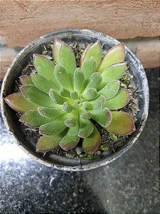 Echeveria Frida Kahlo Pote 11