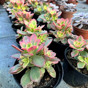 Aeonium Kiwi Pote 11
