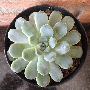 Echeveria Elegans Var. Kesselringiana Pote 11