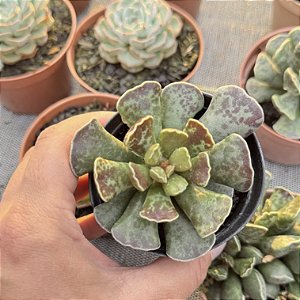 Adromischus Cooperii (pata De Tartaruga) Pote 9