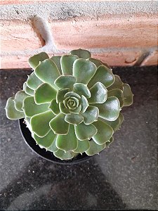 Echeveria Brown Rose pote 11