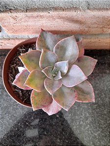 Echeveria Douglas Huth Pote 11