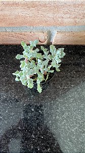 Oscularia Deltoides Pote 6