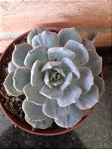 Echeveria Subsessilis Monstruosa Pote 9