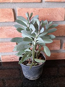 Senecio Crassissimus pote 11