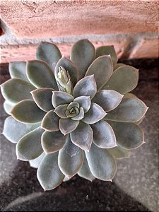 Echeveria Green Light Pote 11