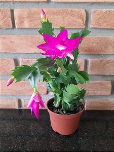 Flor de Maio pink pote 11
