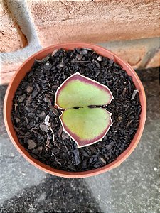 kalanchoe Synsepala pote 11