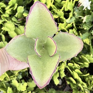 Kalanchoe Synsepala Pote 11