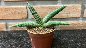 Sansevieria Boncel - Pote 9
