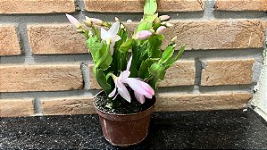 Flor de maio branca com borda rosa pote 11