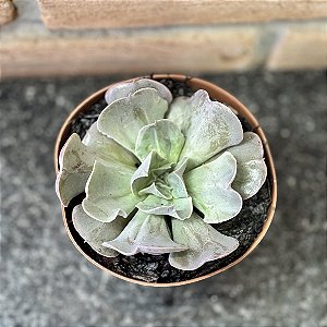 Echeveria Painted Frills X Topsy Turvy Pote 11