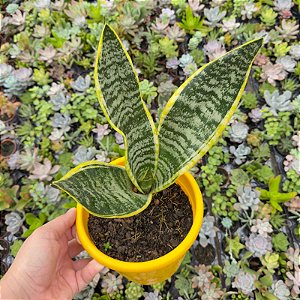 Sansevieria trifasciata Laurentii (Espada de Santa Bárbara)