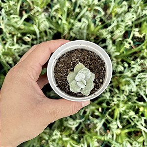 Adromischus Leucophyllus Pote 9