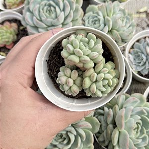Echeveria Cute Bean Pote 9