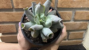 Echeveria Culibra Cuia 18