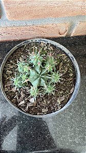 Euphorbia Pulvinata pote 11