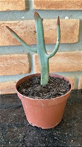 Euphorbia Enterophora pote 11