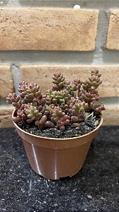 Sedum Stahlii Pote 11