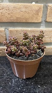 Sedum Stahlii pote 11