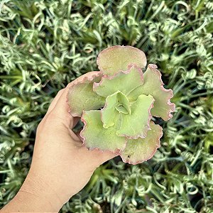 Echeveria Can Can Pote 9