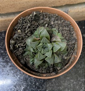 Haworthia Retusa pote 9