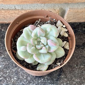 Echeveria Sem Identificação Pote 11