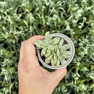 Echeveria White Snow Pote 9