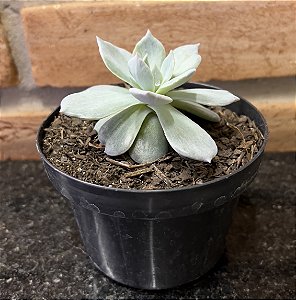 Echeveria Blue Star Monstruosa Pote 11