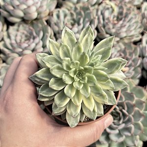 Echeveria Green Emerald Variegata Pote 9