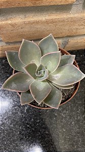 Echeveria Gisele pote 11