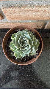 Echeveria Hyalina pote 11