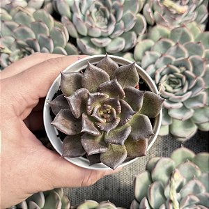 Echeveria Super Bowl Pote 9